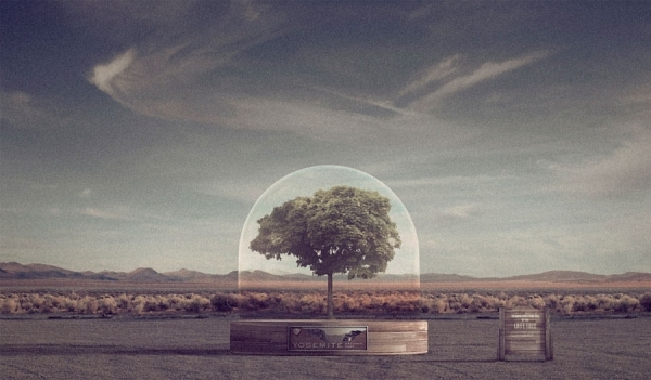 Photograph Matteo Musci Last Tree on One Eyeland